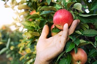 Как провести весеннюю обрезку яблонь: советы дачникам