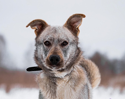 Акция «Тайный Санта для животных» проходит в Тюмени