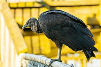 Тюменский зоопарк оштрафован за содержание краснокнижных птиц
