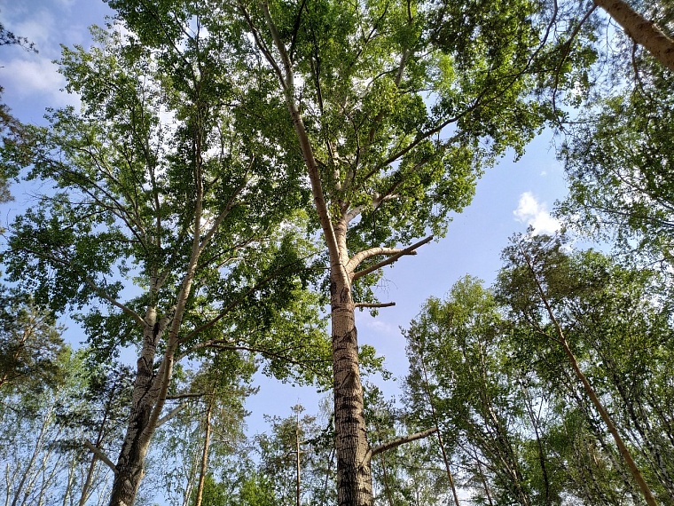 В тюменском сквере Школьный, несмотря на масштабную реконструкцию, продолжают петь соловьи