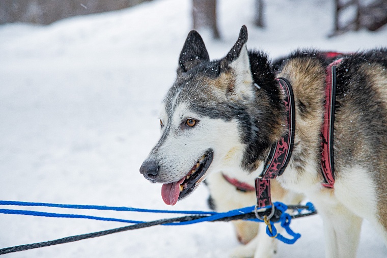 За поддержку бойцов СВО двух тюменских школьников прокатили на новогодней собачьей упряжке