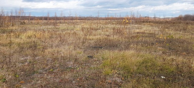 Россельхознадзор обнаружил в Ялуторовском районе 208 га заброшенных сельхозугодий