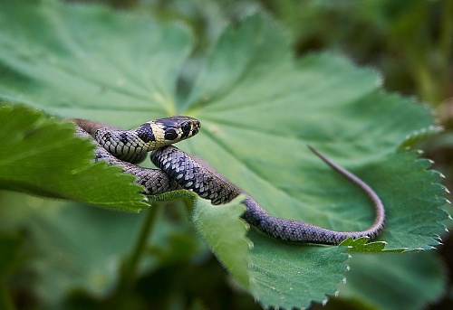 В тюменских лесах проснулись змеи
