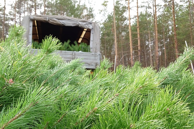 В Тюменской области мероприятия по воспроизводству лесов выполнены в полном объеме