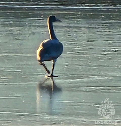 На замерзшем пруду по Велижанскому тракту тюменцы спасли лебедя