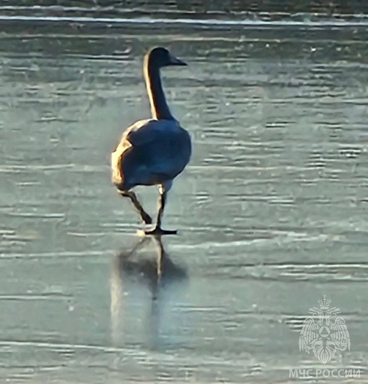 На замерзшем пруду по Велижанскому тракту тюменцы спасли лебедя
