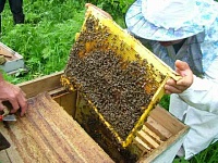 У тюменских пасечников нашли массу нарушений в содержании пчел