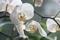 Тюменский цветовод советует, как подкормить орхидею в домашних условиях