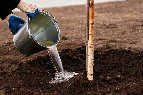 Тюменцев приглашают поучаствовать в акции "Сад памяти"