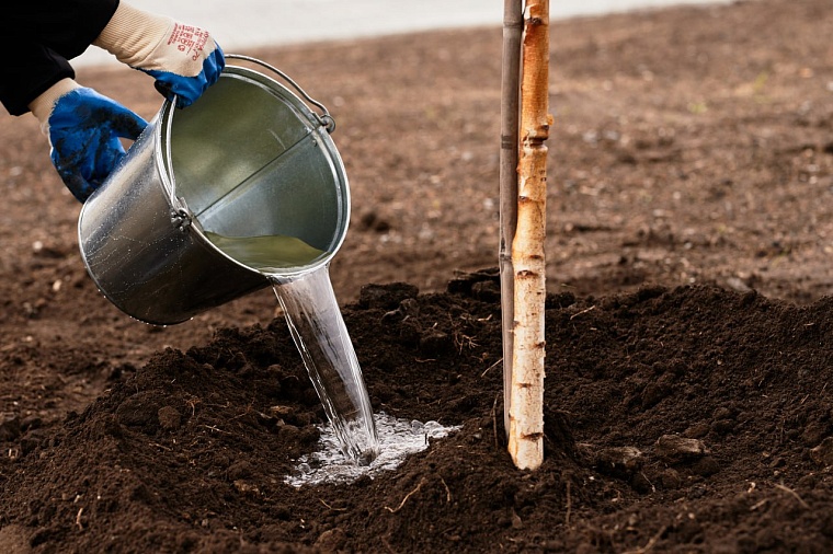 Тюменцев приглашают поучаствовать в акции "Сад памяти"