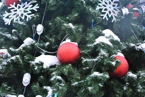 Ель, сосна и пихта: плюсы и минусы новогодних деревьев