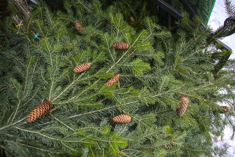 Штраф до 300 тысяч: в Тюменской области начинается патрулирование лесов