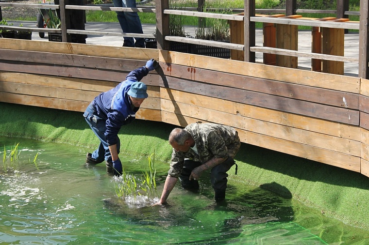 Аптекарский пруд Тобольска заселили растениями