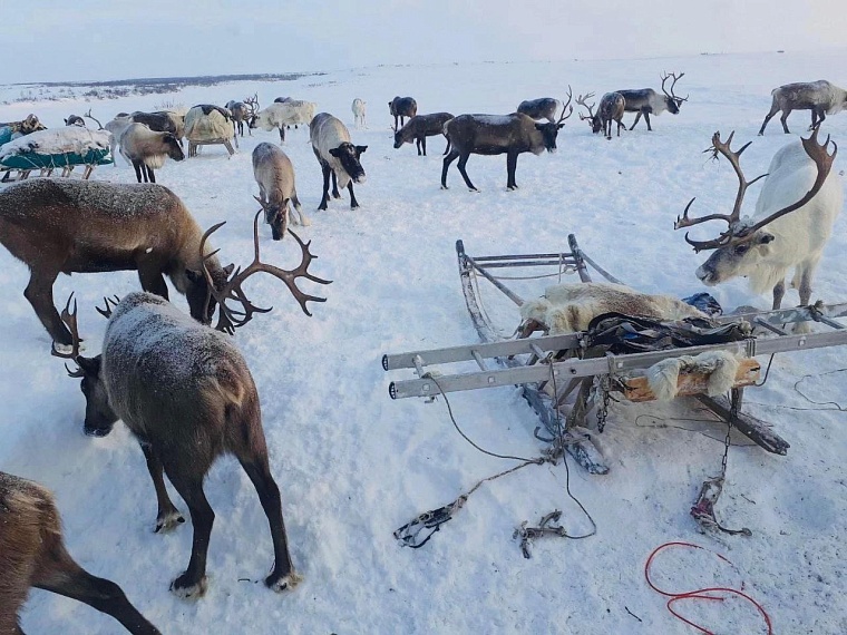 Девушка из тундры разрешилась двойней в тюменском роддоме