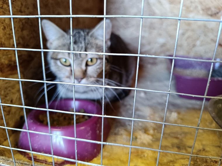 На время паводка ишимцы сдали домашних животных в приют