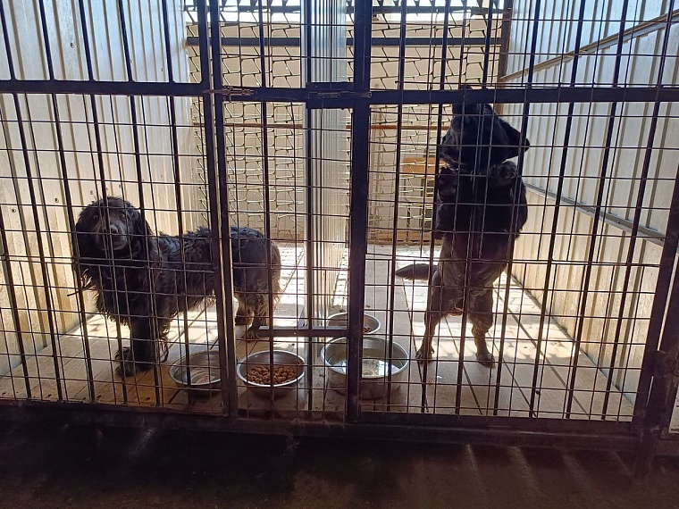 На время паводка ишимцы сдали домашних животных в приют