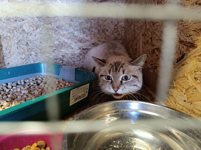 На время паводка ишимцы сдали домашних животных в приют