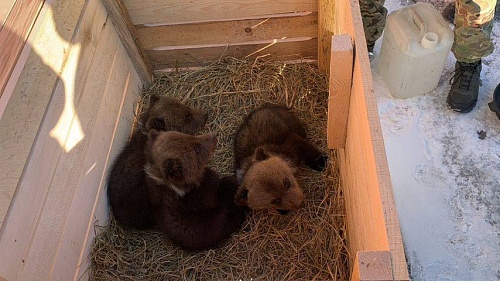 Тюменских медвежат поселят в Центре спасения в Тверской области