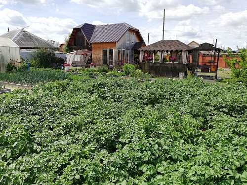 Тюменский агроном рассказала, когда лучше садить картофель