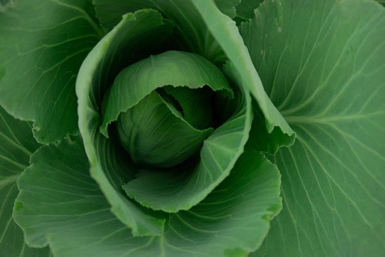 Как уберечь посадки от заморозков: советы агронома