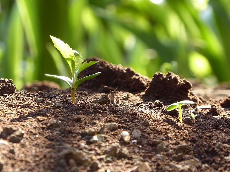 Больше 2 тонн семян сосны и ели заготовлено в Тюменской области на предстоящий посадочный сезон