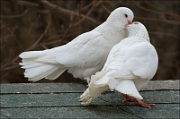 Тюменские голуби преодолели более четырех тысяч километров