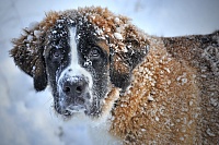 Кинолог дал советы для зимних путешествий с животными