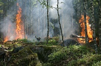 Лесные пожары в Тюменской области: в 2021 году огонь охватил почти 90 гектаров