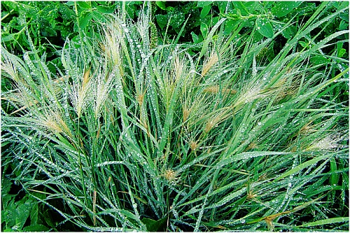 Народные приметы: травы наполняются целебной силой