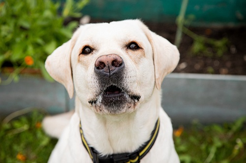 Тюменцам объяснили, как защитить собаку от клещевых инфекций