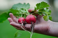 Сезон тепличных посевов открыт: как выращивать редис непрерывным конвейером