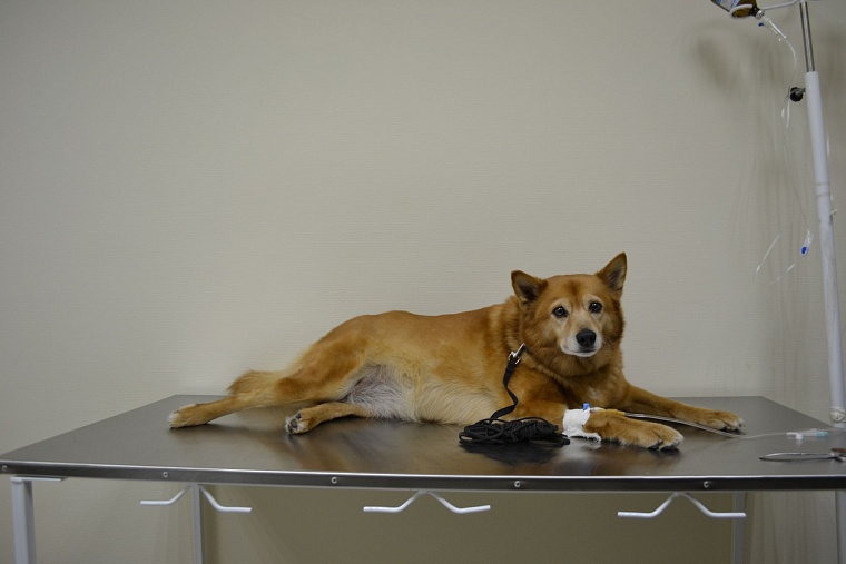 В Тюмени открылся второй филиал городской ветеринарной лечебницы