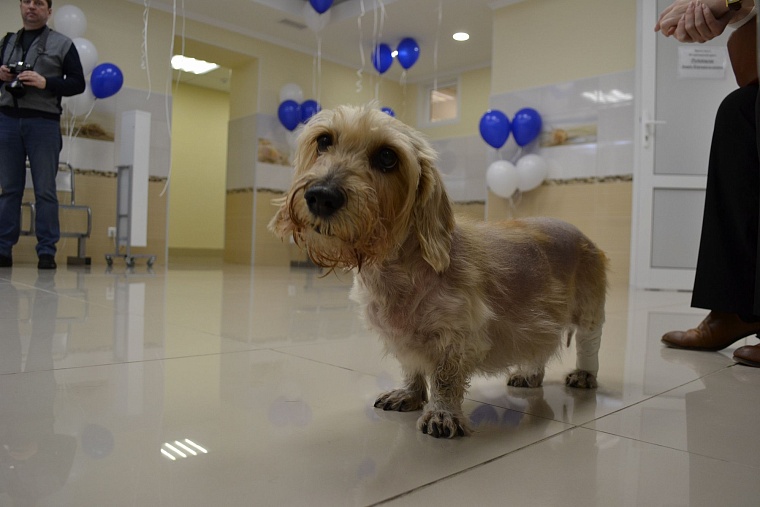 В Тюмени открылся второй филиал городской ветеринарной лечебницы