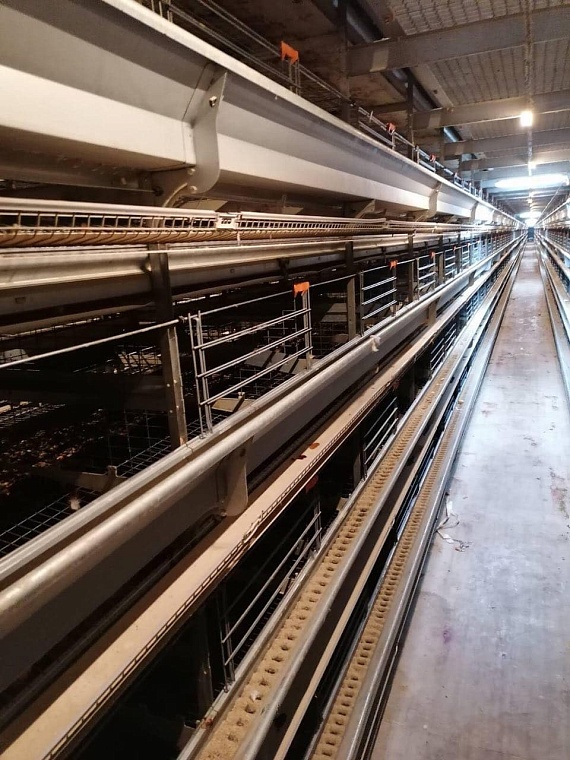 Генеральный директор «Боровской» птицефабрики, где выявлен очаг птичьего гриппа, прокомментировал ситуацию