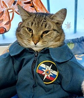 Пушистый МЧСовец. Тюменский кот Сема рассказывает о жизни в пожарной части