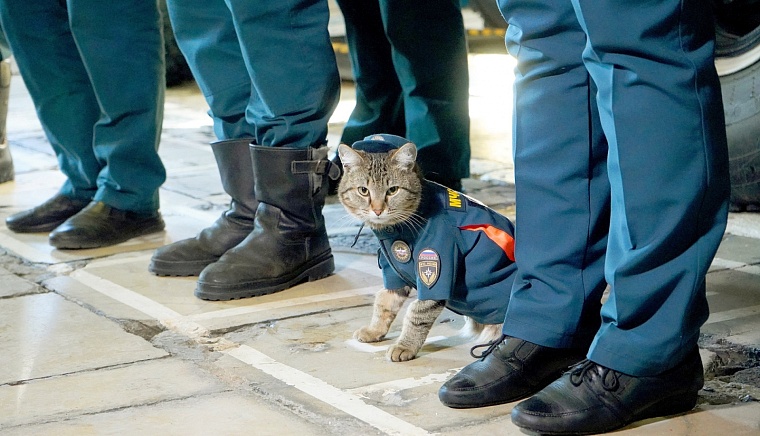 Пушистый МЧСовец. Тюменский кот Сема рассказывает о жизни в пожарной части