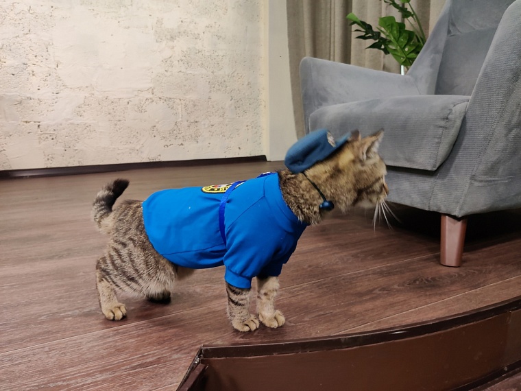 Пушистый МЧСовец. Тюменский кот Сема рассказывает о жизни в пожарной части