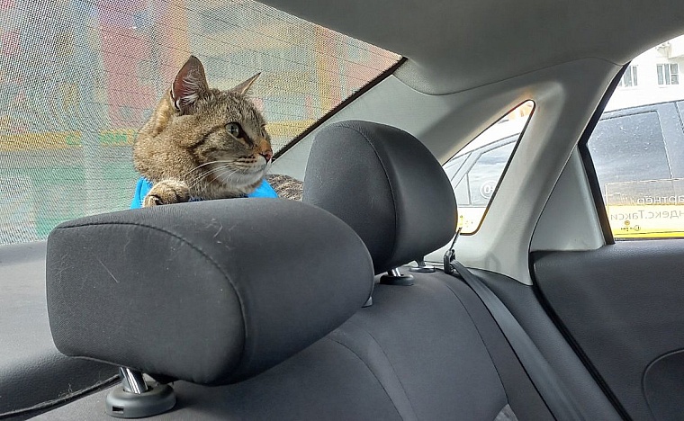 Пушистый МЧСовец. Тюменский кот Сема рассказывает о жизни в пожарной части