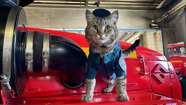 Пушистый МЧСовец. Тюменский кот Сема рассказывает о жизни в пожарной части