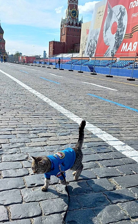 Пушистый МЧСовец. Тюменский кот Сема рассказывает о жизни в пожарной части