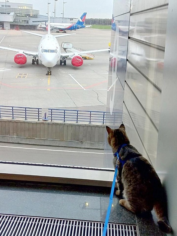 Пушистый МЧСовец. Тюменский кот Сема рассказывает о жизни в пожарной части