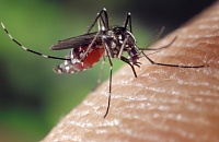Эксперт рассказал, как обезопасить себя от укусов комаров