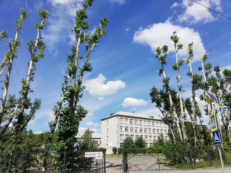 В Тюмени почти у 3 тыс. деревьев провели обрезку