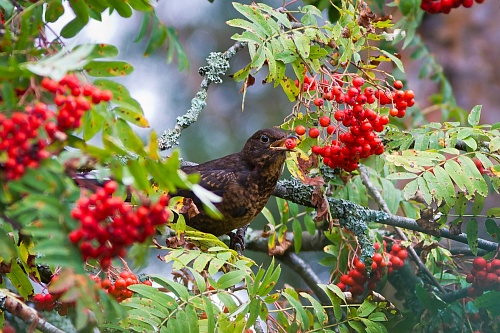 Народные приметы: много рябины - к сырой осени и холодной зиме