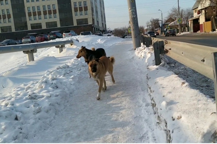 Как избавить Тюмень от собачьих стай: мнения общественников и кинолога
