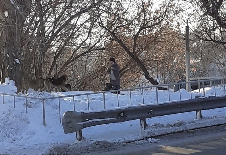 Как избавить Тюмень от собачьих стай: мнения общественников и кинолога