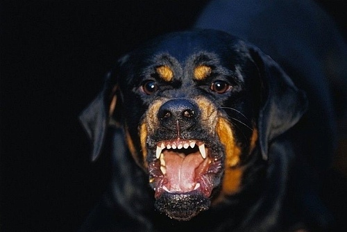 В Тюмени медикам скорой помощи пришлось спасаться от ротвейлера пациента