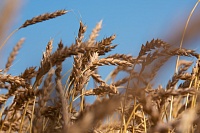 Тюменские аграрии намолотили миллион тонн зерна