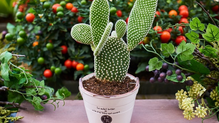 Как спасти домашние растения от паразитов