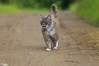 Кошкам клещей можно не бояться. Тюменский ветеринар рассказал об особенностях пироплазмоза